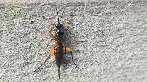 Pimpla arctica