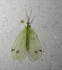 Norfolius