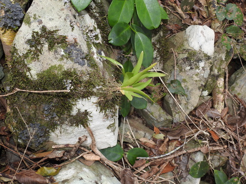 Image of Oberonia complanata by (c) Scott W. Gavins, some rights reserved (CC BY)