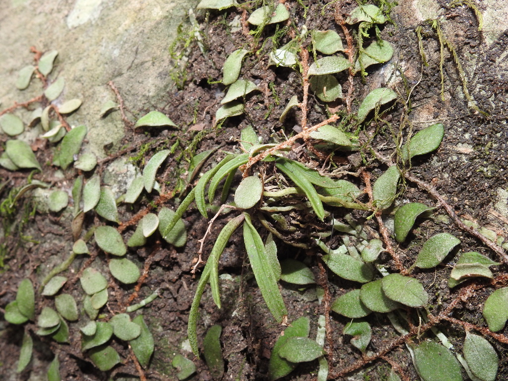 Sarcochilus ceciliae