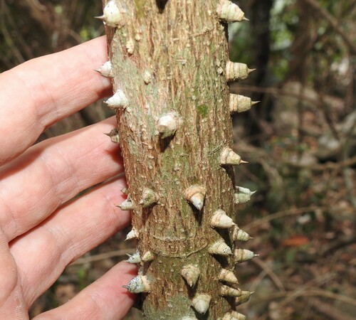 Image of Zanthoxylum brachyacanthum by (c) Scott W. Gavins, some rights reserved (CC BY)