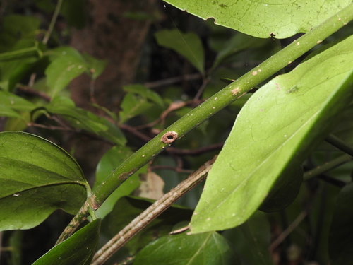 Image of Psydrax lamprophyllus by (c) Scott W. Gavins, some rights reserved (CC BY)