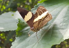 Colobura dirce