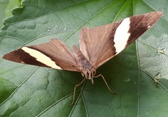 Colobura dirce
