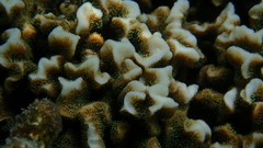 Image of Pavona frondifera