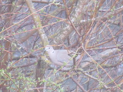 Streptopelia decaocto
