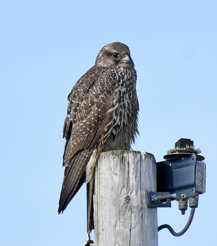 Halcón gerifalte (Falco rusticolus)
