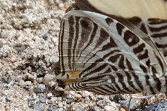 Colobura dirce