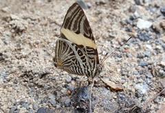 Colobura dirce