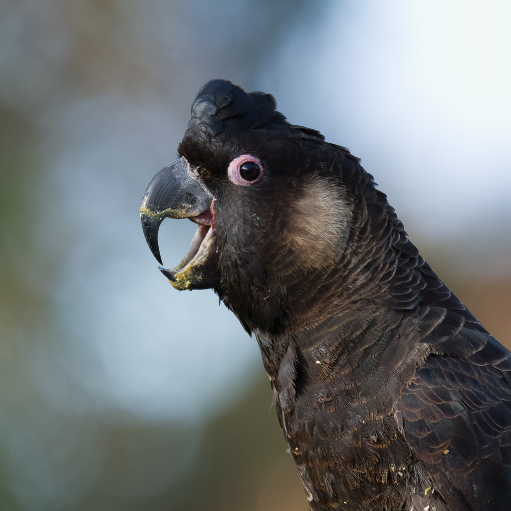 Long-Billed Black-Cockatoo