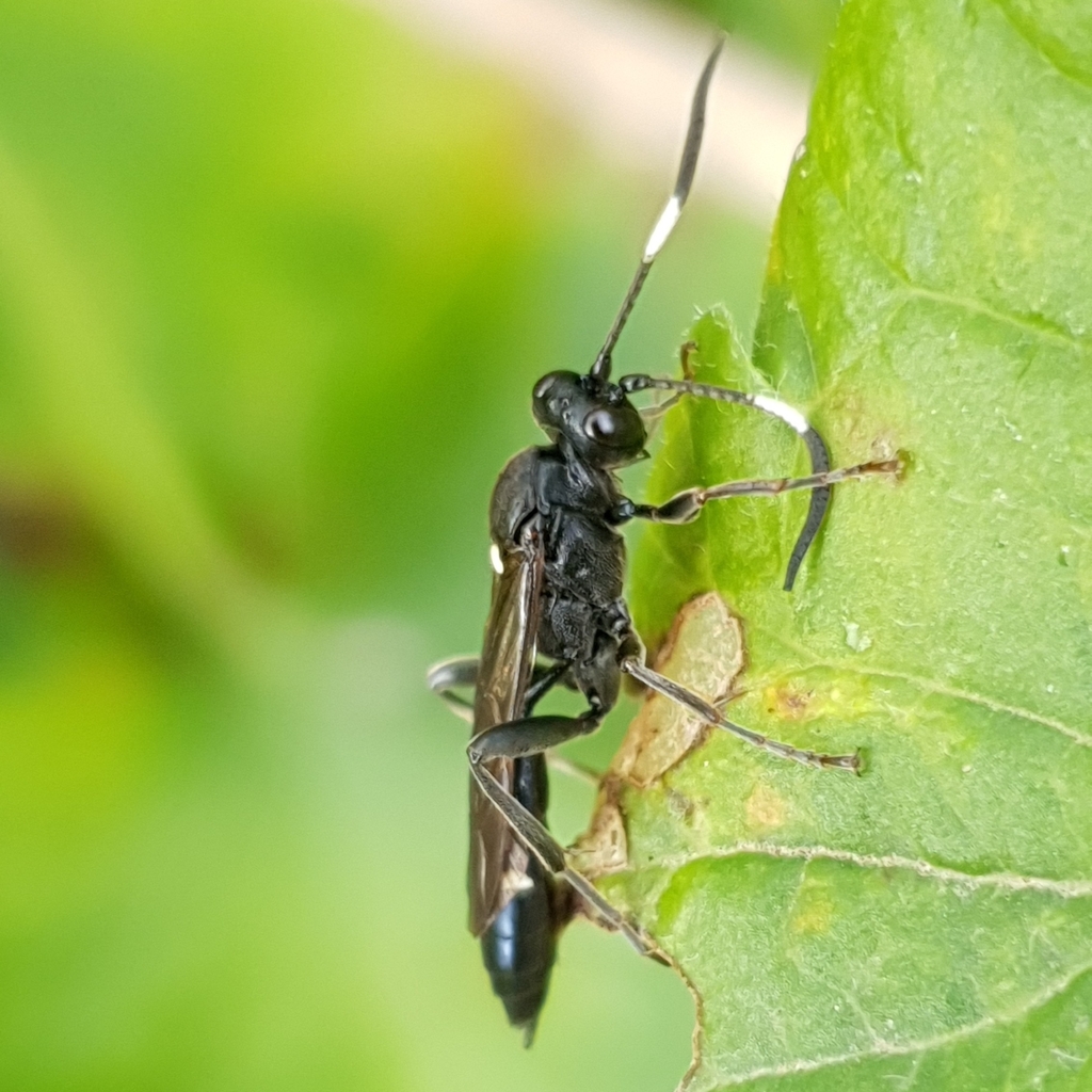 Coelichneumon