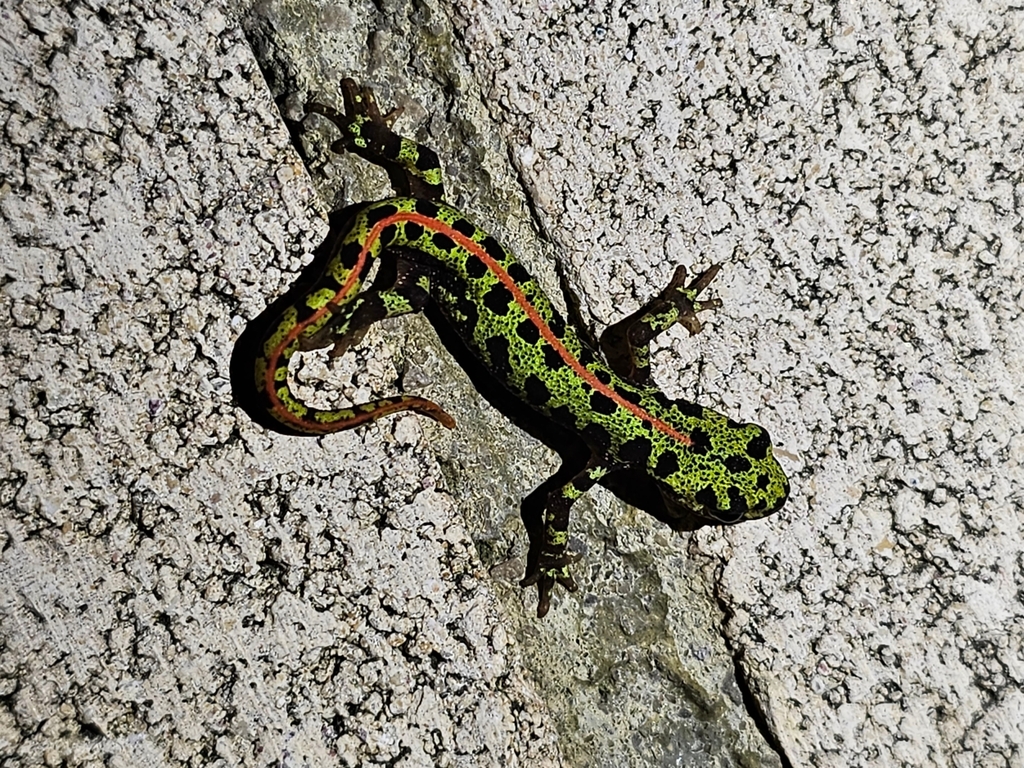 Marbled Newt (Triturus marmoratus)