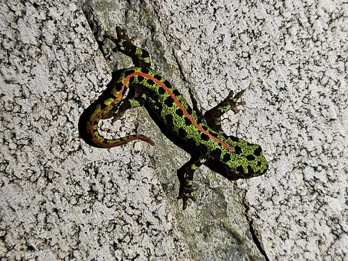 marbled newt, Triturus marmoratus
