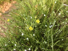 Tropidocarpum gracile