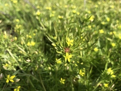 Tropidocarpum gracile