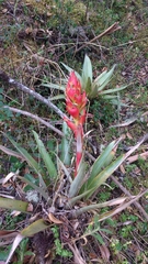 Tillandsia turneri
