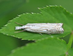 Crambus lathoniellus