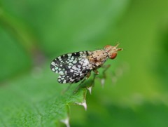 Trypetoptera punctulata