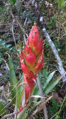 Tillandsia turneri