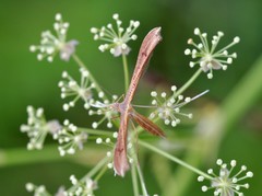 Stenoptilia