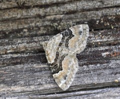 Xanthorhoe quadrifasiata