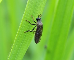 Dioctria atricapilla