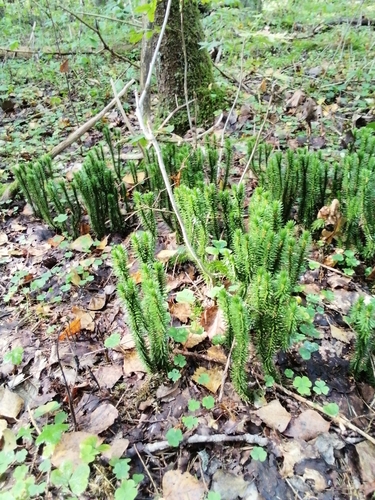 northern firmoss