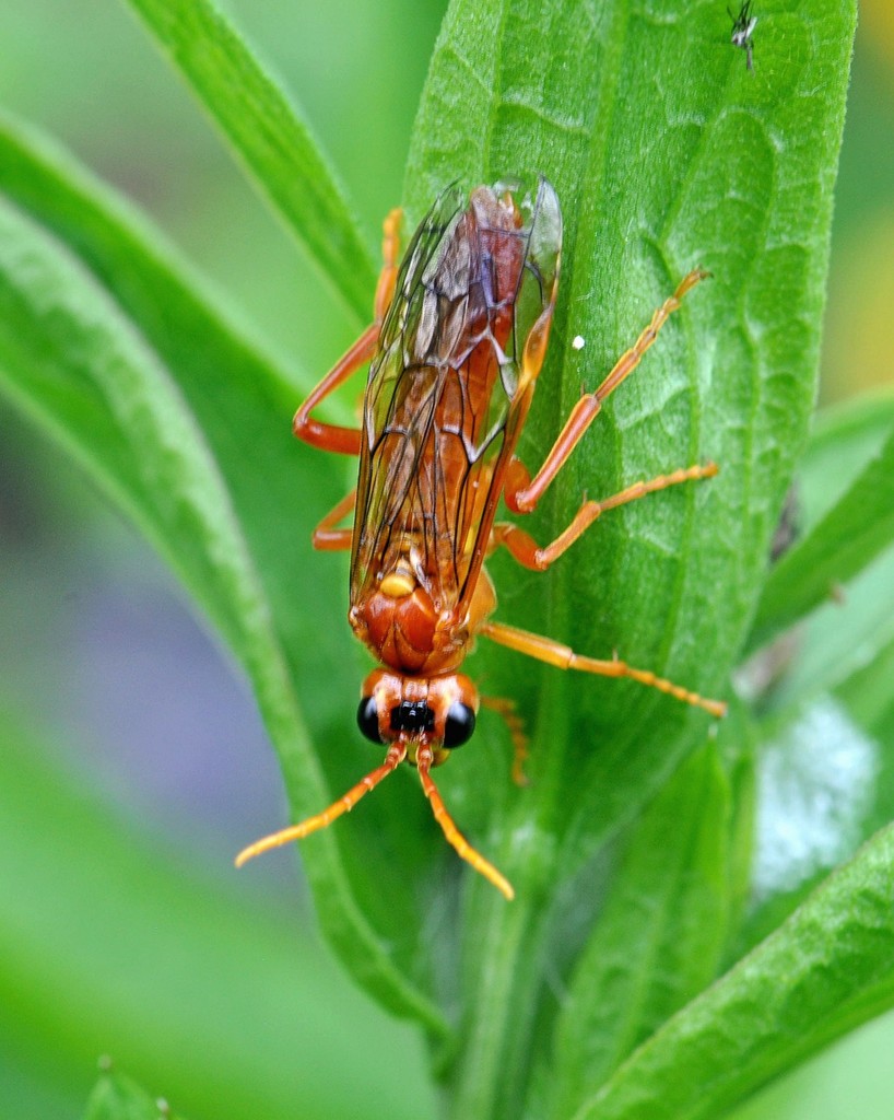 Tenthredo adusta