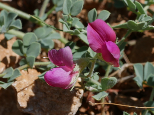 Lotus aduncus