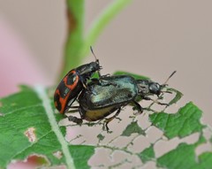 Chrysomela lapponica