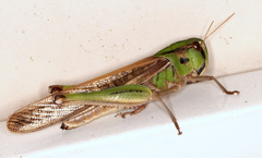 Locusta migratoria migratorioides