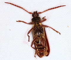 Piesarthrius marginellus