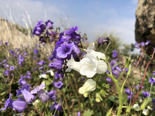 Wild canterbury bells (Phacelia minor)