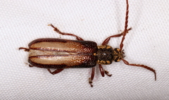 Piesarthrius marginellus
