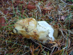 Phallus duplicatus