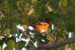Icterus bullockii × galbula