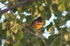 Icterus bullockii × galbula