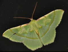 Metallochlora venusta