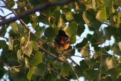 Icterus bullockii × galbula