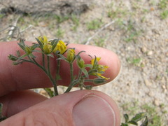 Solanum corneliomulleri