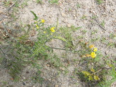 Solanum corneliomulleri