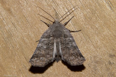 Declana griseata