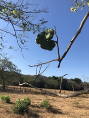 Enterolobium cyclocarpum