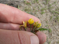 Solanum corneliomulleri