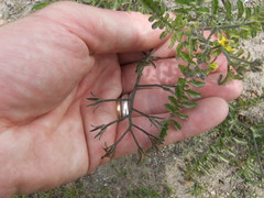 Solanum corneliomulleri