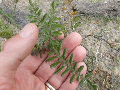 Solanum corneliomulleri