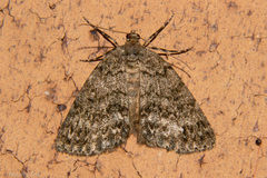Pseudocoremia indistincta