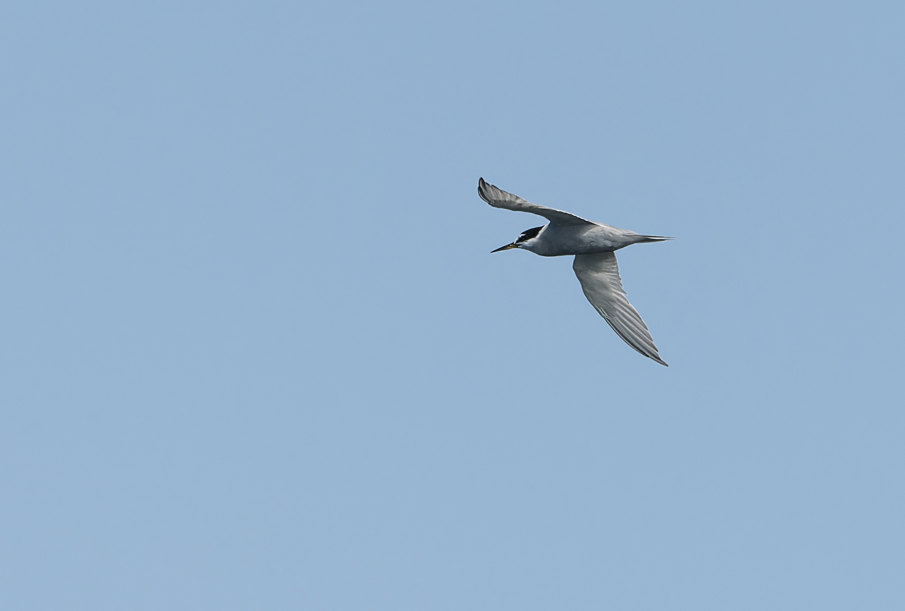 Peruvian Tern (Sternula lorata), photo 6
