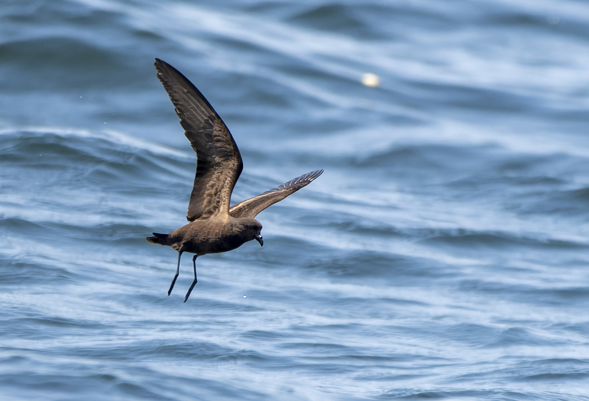 Black Storm-Petrel (Hydrobates melania)