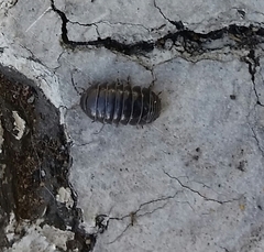 Armadillidium vulgare